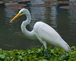 Ardea alba
