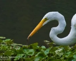 Ardea alba