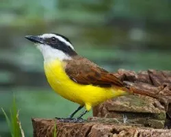 Pitangus sulphuratus