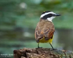 Pitangus sulphuratus