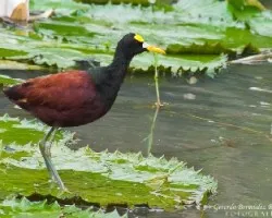 Jacana spinosa