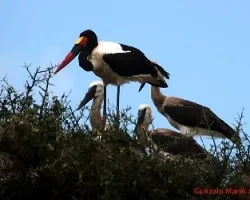 Ephippiorhynchus senegalensis