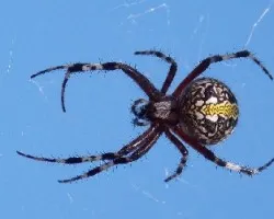 Araña