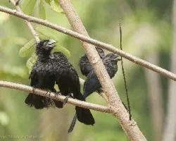 Crotophaga sulcirostris