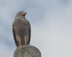 Buteo magnirostris