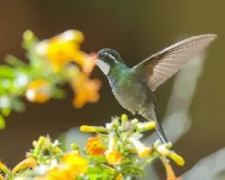 Lampornis castaneoventris