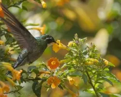 Lampornis castaneoventris