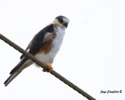 Gampsonyx swainsonii