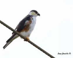 Gampsonyx swainsonii