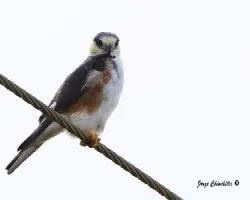 Gampsonyx swainsonii