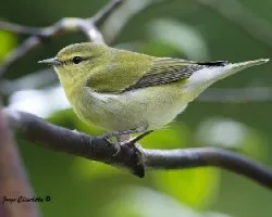 Oreothlypis peregrina