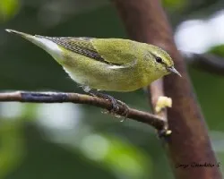 Oreothlypis peregrina