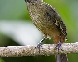 Saltator coerulescens
