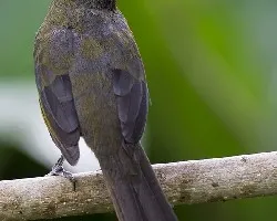 Saltator coerulescens