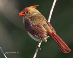 Cardinalis cardinalis