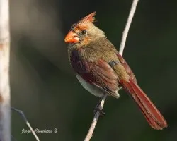 Cardinalis cardinalis