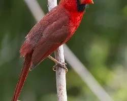 Cardinalis cardinalis