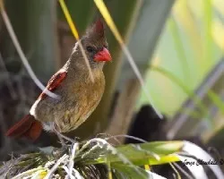 Cardinalis cardinalis