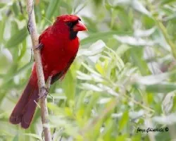 Cardinalis cardinalis