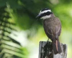 Megarynchus pitangua