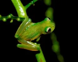 Centrolenella prosblopon