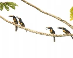 Pteroglossus torquatus