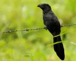 Crotophaga sulcirostris