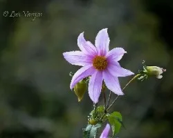 Dahlia sp