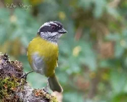 Chlorospingus pileatus