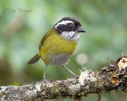 Chlorospingus pileatus