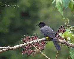 Pselliophorus tibialis