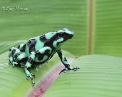 Dendrobates auratus
