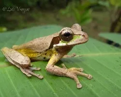 No conozco la especie