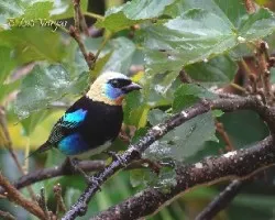 Tangara larvata