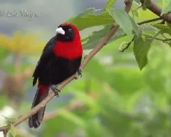 Ramphocelus sanguinolentus