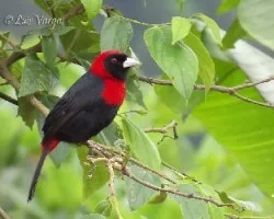 Ramphocelus sanguinolentus