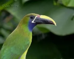 Aulacorhynchus prasinus