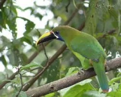 Aulacorhynchus prasinus