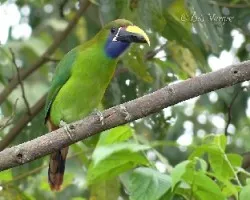 Aulacorhynchus prasinus