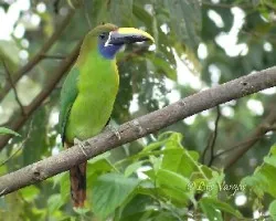 Aulacorhynchus prasinus