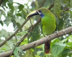 Aulacorhynchus prasinus