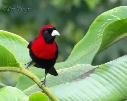 Ramphocelus sanguinolentus