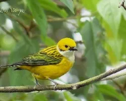 Tangara icterocephala