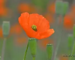 Papaver