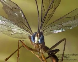 Ichneumonidae tryphoninae