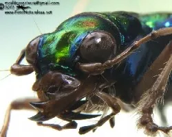 Carabidae: cicindellinae