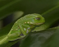 Phyllomedusa sauvagei