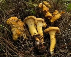 Cantharellus cibarius