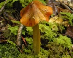 Hygrocybe conica