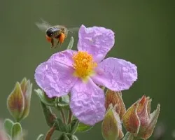 Abeja